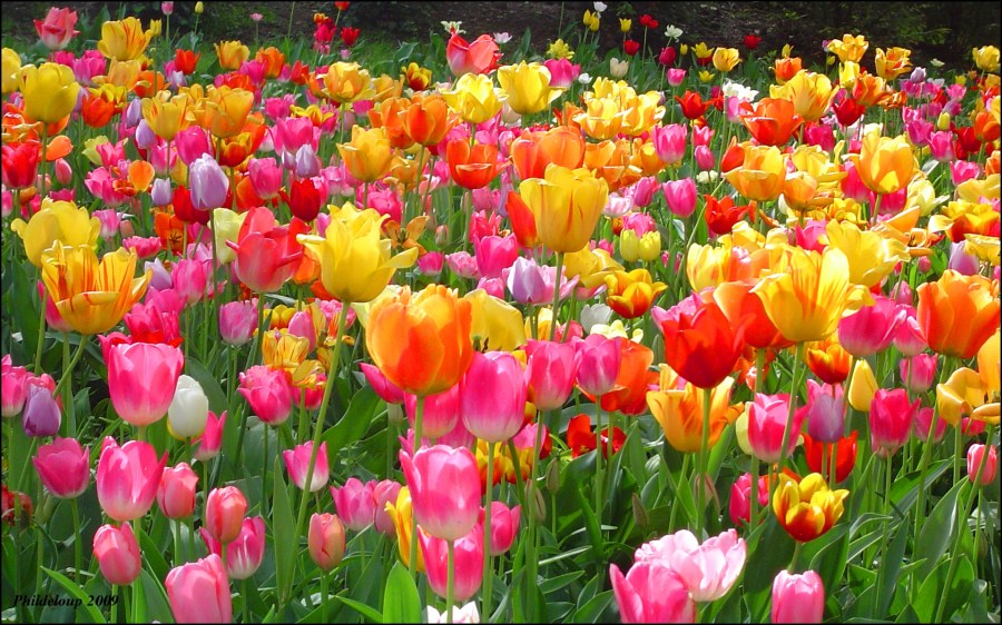 tulips